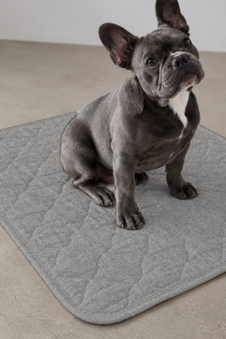 Melanj gri yıkanabilir köpek çiş pedi üzerinde oturan Fransız bulldog – sıvı geçirmez kapitoneli alt ped, VivaMaison